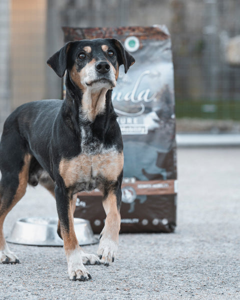 pienso senior para perros
