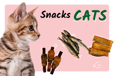 Nuevos snacks para Gatos😺: sabor y nutrición en cada bocado