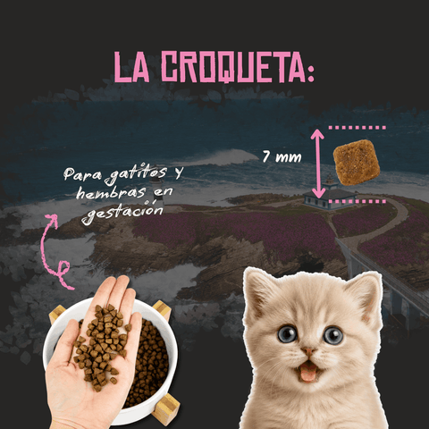 Lenda Kitten Poultry & Fish