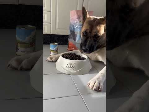 Pienso de salmón para perros, prueba de Lenda pastor