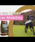 Testimonio real pienso natural perros mayores